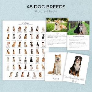 RAZZE DI CANI + Poster, Informazioni e Immagini, Schede Montessori, Schede Flash, Schede in tre parti, Schede di nomenclatura, Materiale didattico, Stampabile
