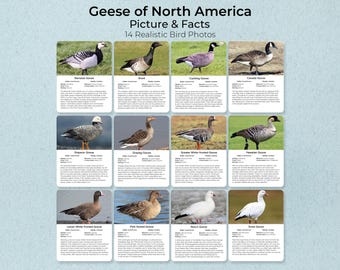 Geese of North America Flashcards, Bird Photos, Montessori Homeschool (PDF Download)