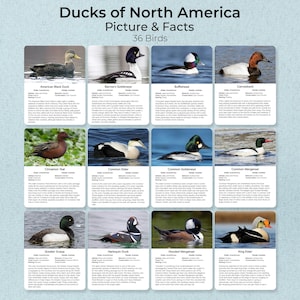 以下が含まれることがあります： 北米で見られる36種類の異なるアヒルの写真と事実が載ったカラフルなチャート。チャートは9行に分けられ、各行に4羽のアヒルがいます。各アヒルには名前と簡単な説明が下にあります。