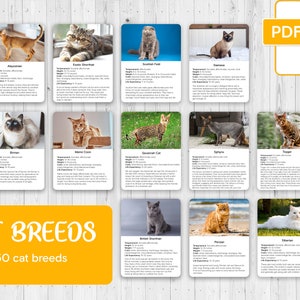 KATTENRASSEN, 3-delige montessorikaarten en feitenkaarten, montessorikaarten, flashkaarten, nomenclatuurkaarten, educatief materiaal, afdrukbaar, pdf