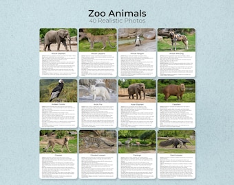 Zoo Animals Flashcards – 40 Realistic Photos, Facts (Printable PDF)