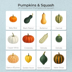 Peut inclure: Une illustration à l'aquarelle présentant 12 variétés de citrouilles et de courges, dont Baby Bear, Black Peanut et Butternut. L'image est intitulée "Pumpkins & Squash" et contient le texte "28 Watercolor Pumpkins & Squash."