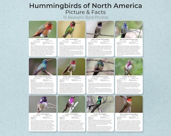 15 North American Hummingbirds Photo Cards, Montessori Nature Study (PDF)