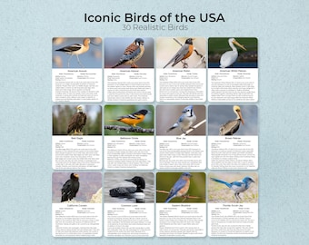 Iconic Birds USA Flashcards, 30 Realistic Photo Cards (PDF)