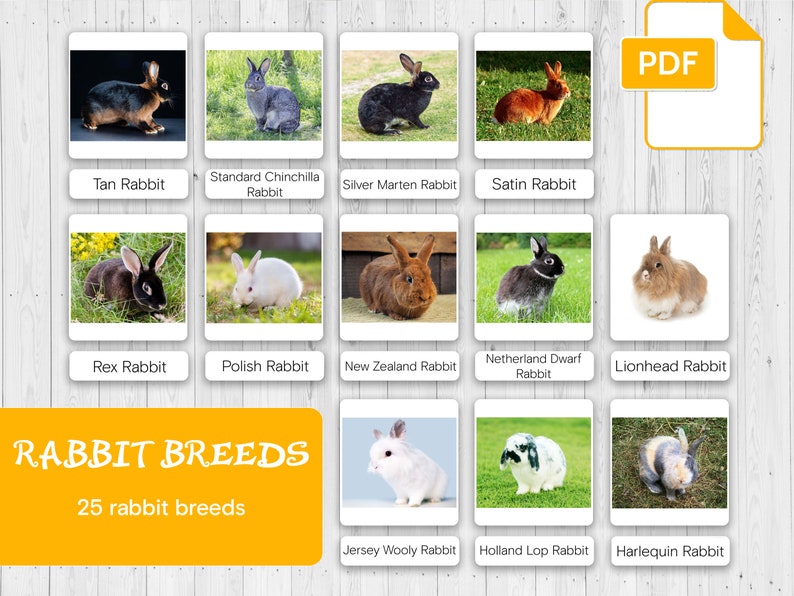 Rabbit Breeds Montessori Cards: Educational Flash Cards (printable PDF ...