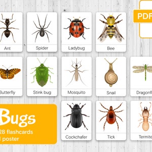 INSEKTEN Bildkarten + Insekten POSTER, Montessori Karten, dreiteilige Karten, Lernkarten, Lernmaterial, Nomenklaturkarten, PDF