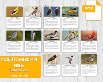 North American Birds Montessori Cards: Flash Cards (PDF)