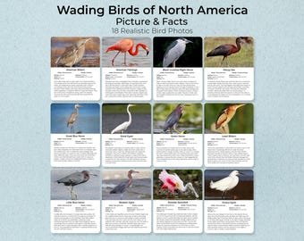 North American Wading Birds Flashcards – Montessori Nature Study (PDF Pattern)