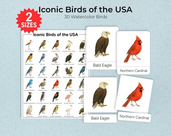USA Watercolor Bird Flashcards, Identification Cards, Posters (US Letter, A3)