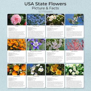 50 US State Flower Flashcards, Fakty i Obraz, Karty Montessori, Karty Flash, Karty Trzyczęściowe, Karty Nomenklatury, Pdf