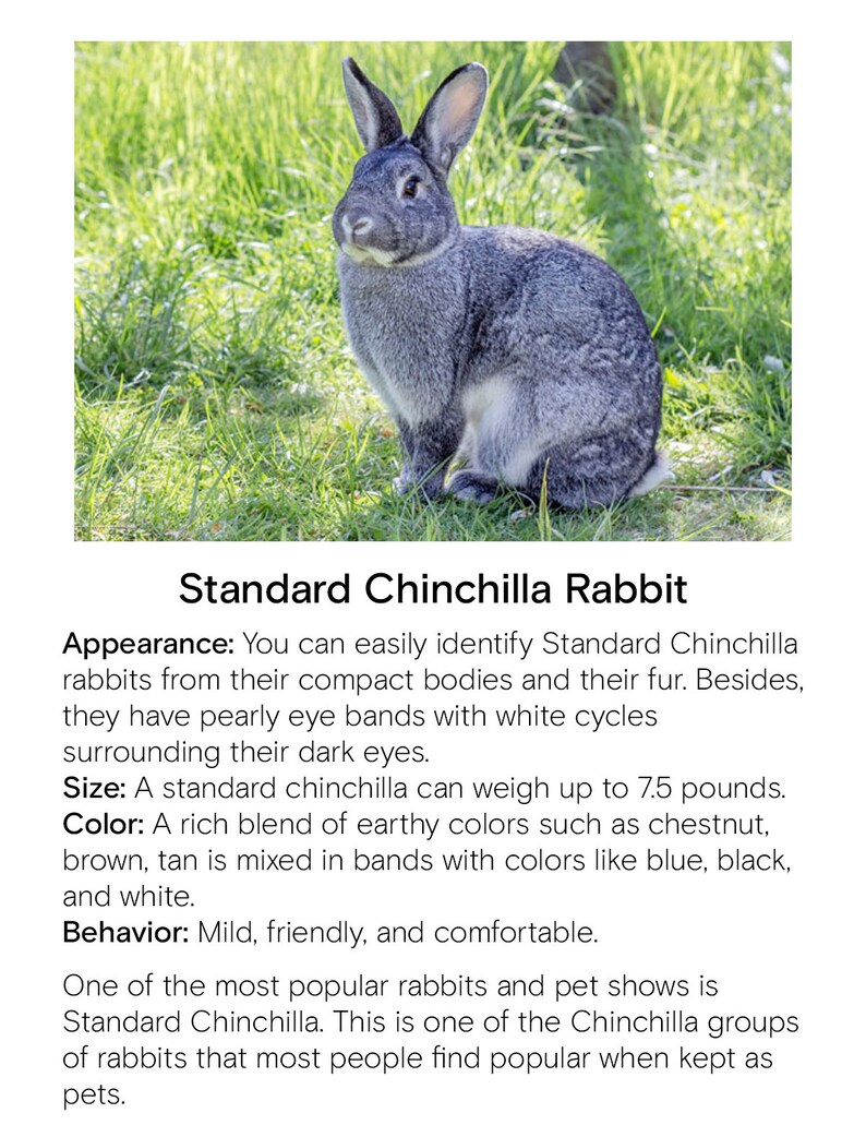 RABBIT BREEDS, Montessori 3 Part Cards and Fact Cards, Montessori Cards ...