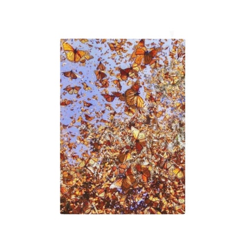 Yellow Rose Photography Greeting Card - Premium Quality Flower Card For All Occasions