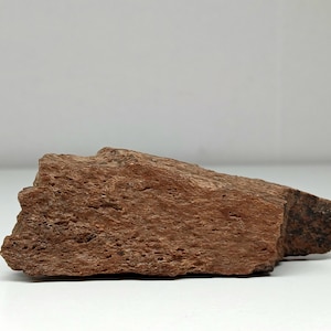 Dinosaur Bone, Avaceratops - 77 Million Years Old - Authentic Cretaceous Dinosaur Bone, Judith River Formation