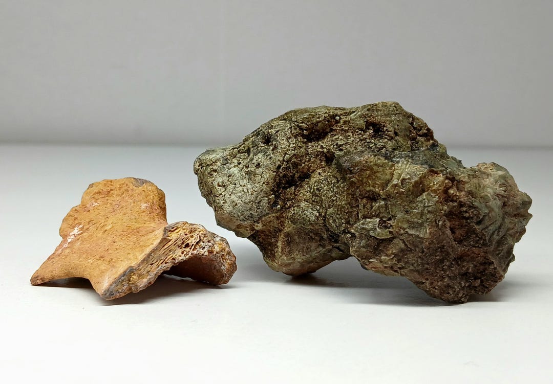 Dinosaur Bone and Fossilized Dinosaur Poop (coprolite), Iquanadon ...