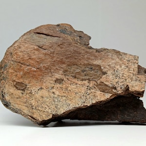 Dinosaur Bone, Avaceratops - 77 Million Years Old - Authentic Cretaceous Dinosaur Bone, Judith River Formation