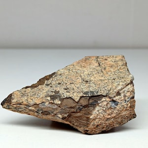 Dinosaur Bone, Avaceratops - 77 Million Years Old - Authentic Cretaceous Dinosaur Bone, Judith River Formation