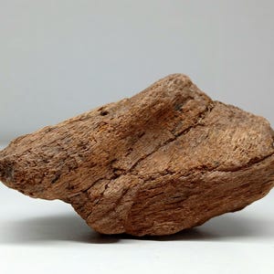 Dinosaur Bone, Hadrosaur - 77 Million Years Old - Authentic Cretaceous Dinosaur Bone, Judith River Formation