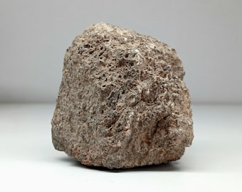 Osso autêntico de dinossauro Allosaurus - 155 milhões de anos - Achado em Wyoming