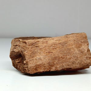 Dinosaur Bone, Hadrosaur - 77 Million Years Old - Authentic Cretaceous Dinosaur Bone, Judith River Formation