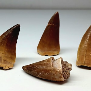 Dinosaur Tooth, Mosasaurus - 90 Million Years Old - Authentic Mosasaur Dinosaur Tooth, Discovered in Morocco
