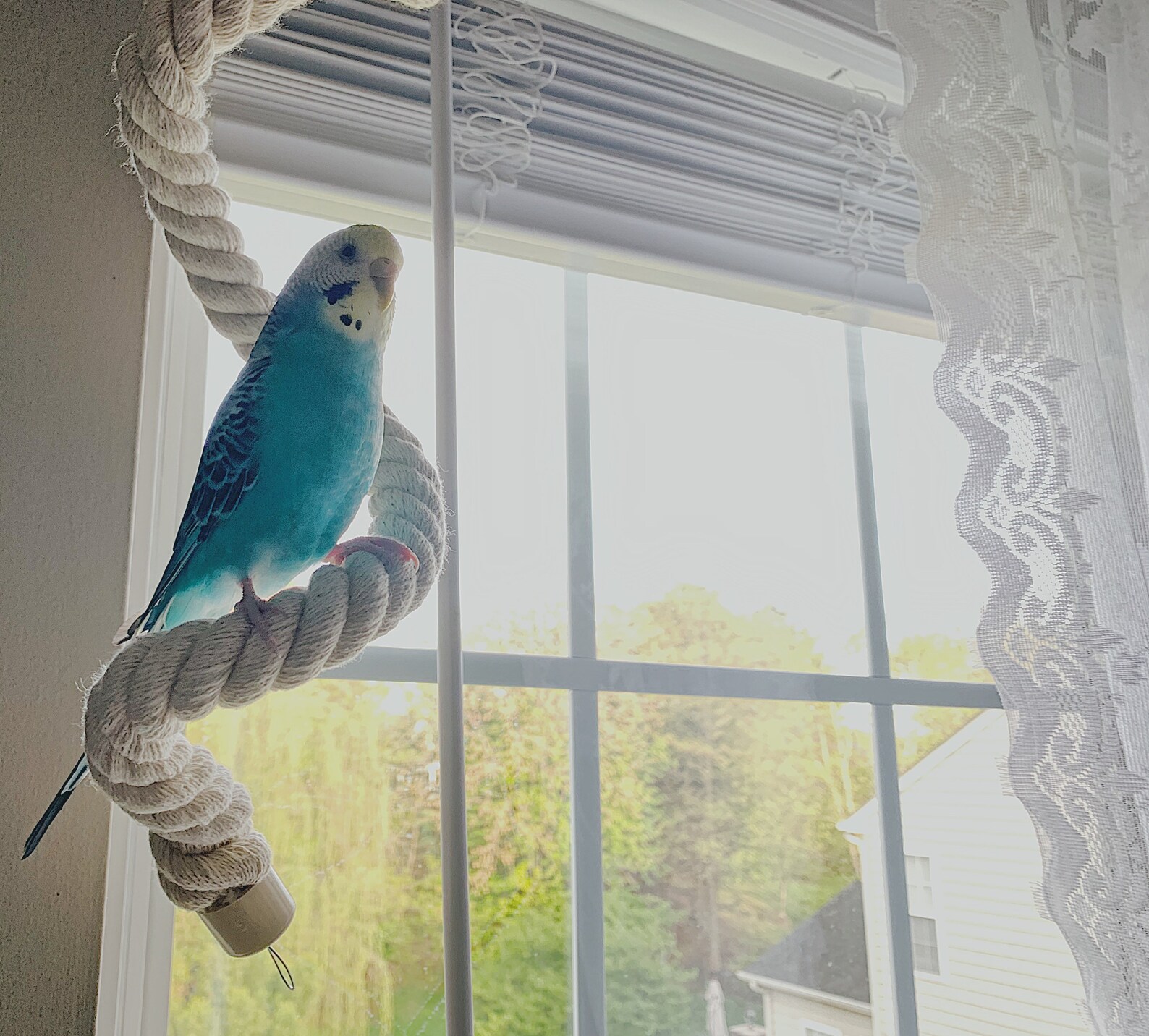 Pet Bird Boing/Bendable Cotton Rope Perch Etsy