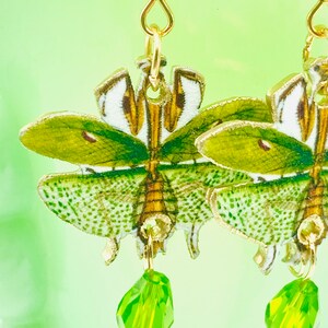 Mantis Drop Earrings Multi