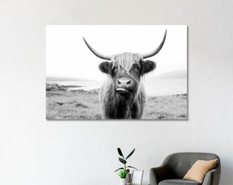 Könnte beinhalten: Schwarzweißfoto einer Highland-Rinderkuh mit langem, struppigem Fell und großen Hörnern. Die Kuh schaut direkt in die Kamera, die Zunge herausgestreckt.