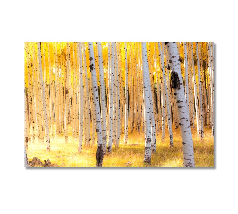 Aspen Trees Large Wall Art Aspen Trees Large Canvas Prints Autumn