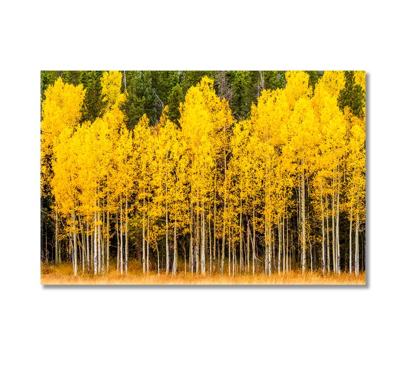 Aspen Trees Wall Art Aspen Trees Canvas Print Yellow Aspen Trees Wall