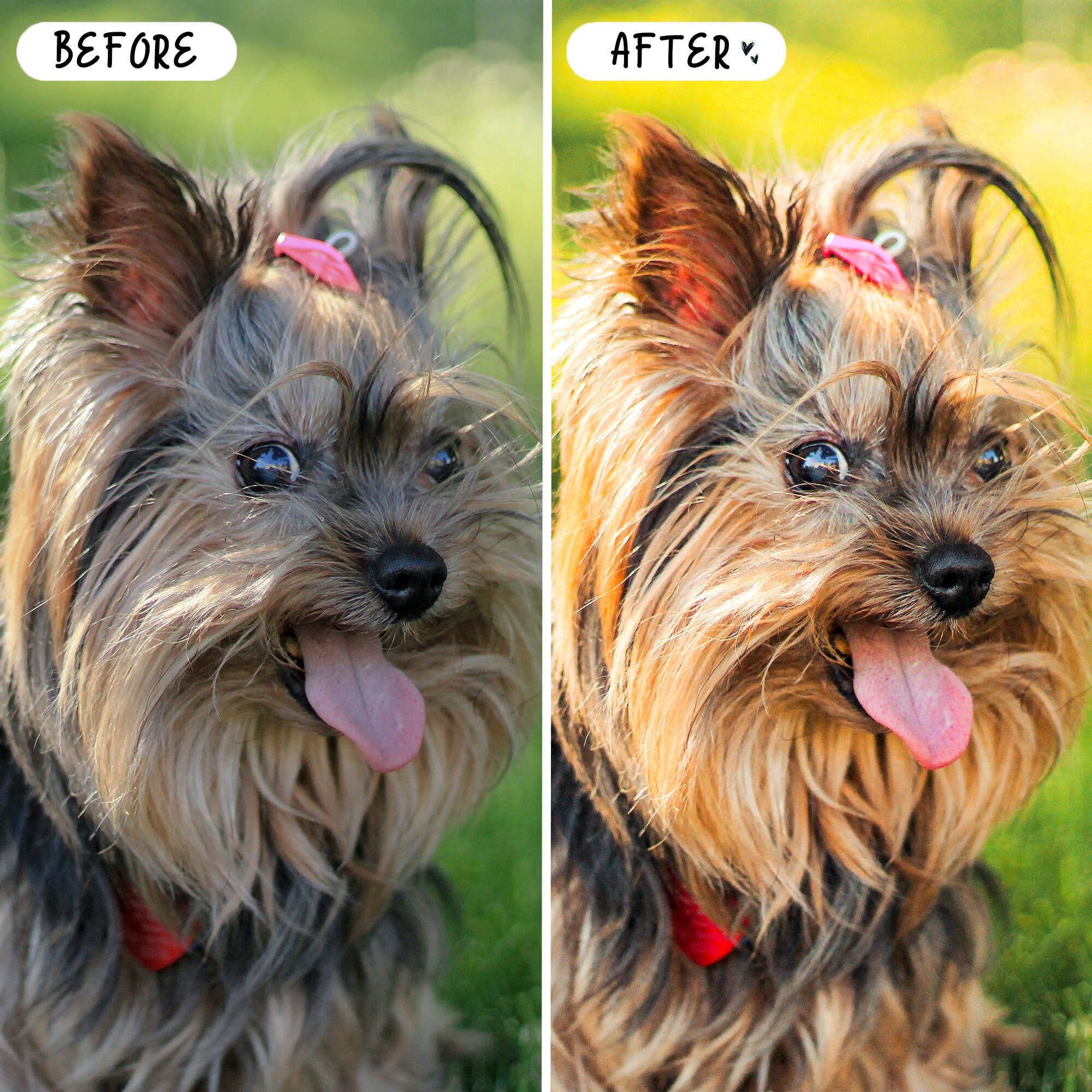 10 DOGS Mobile LIGHTROOM Presets Pet Lover Presets Natural Etsy