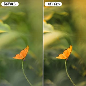 Pode incluir: Uma borboleta laranja vibrante pousada em uma haste verde fina, contra um fundo desfocado verde e amarelo. A imagem &eacute; dividida, com o texto "BEFORE" &agrave; esquerda e "AFTER" &agrave; direita, indicando uma edi&ccedil;&atilde;o de foto.