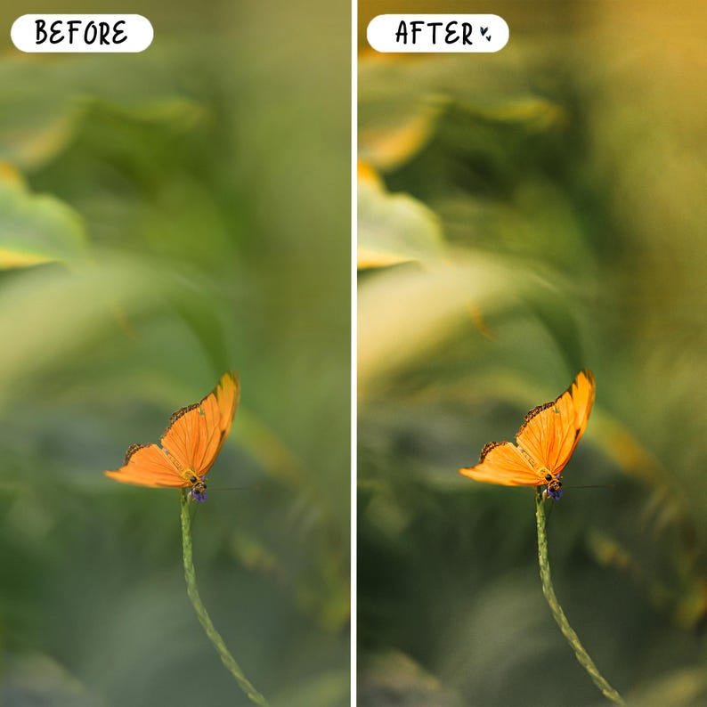 Pode incluir: Uma borboleta laranja vibrante pousada em uma haste verde fina, contra um fundo desfocado verde e amarelo. A imagem &eacute; dividida, com o texto "BEFORE" &agrave; esquerda e "AFTER" &agrave; direita, indicando uma edi&ccedil;&atilde;o de foto.