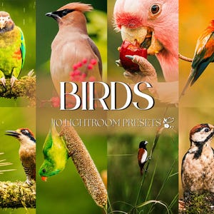 Puede incluir: Una colección de 10 ajustes preestablecidos de Lightroom para editar fotos de pájaros. Los ajustes preestablecidos están diseñados para mejorar los colores y los detalles de las imágenes de pájaros, haciéndolas más vibrantes y llamativas. Los ajustes preestablecidos son perfectos para los fotógrafos que desean mejorar la calidad de sus fotos de pájaros.