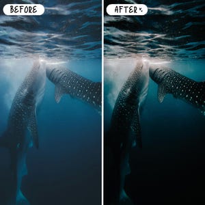 Pode incluir: Uma imagem dividida mostra uma compara&ccedil;&atilde;o do antes e depois de uma cena subaqu&aacute;tica. Dois tubar&otilde;es-baleia, com manchas brancas em seus corpos escuros, nadam em &aacute;gua azul escura. Os textos "BEFORE" e "AFTER" est&atilde;o no topo.