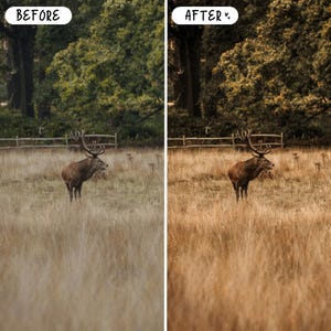 Pode incluir: Compara&ccedil;&atilde;o de imagens de um veado num campo. O lado esquerdo, rotulado como "ANTES", mostra um veado com grandes chifres em relva alta. O lado direito, rotulado como "DEPOIS", mostra o mesmo veado com tons mais quentes.