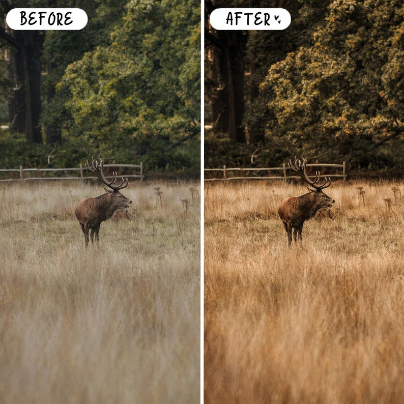 Pode incluir: Compara&ccedil;&atilde;o de imagens de um veado num campo. O lado esquerdo, rotulado como "ANTES", mostra um veado com grandes chifres em relva alta. O lado direito, rotulado como "DEPOIS", mostra o mesmo veado com tons mais quentes.
