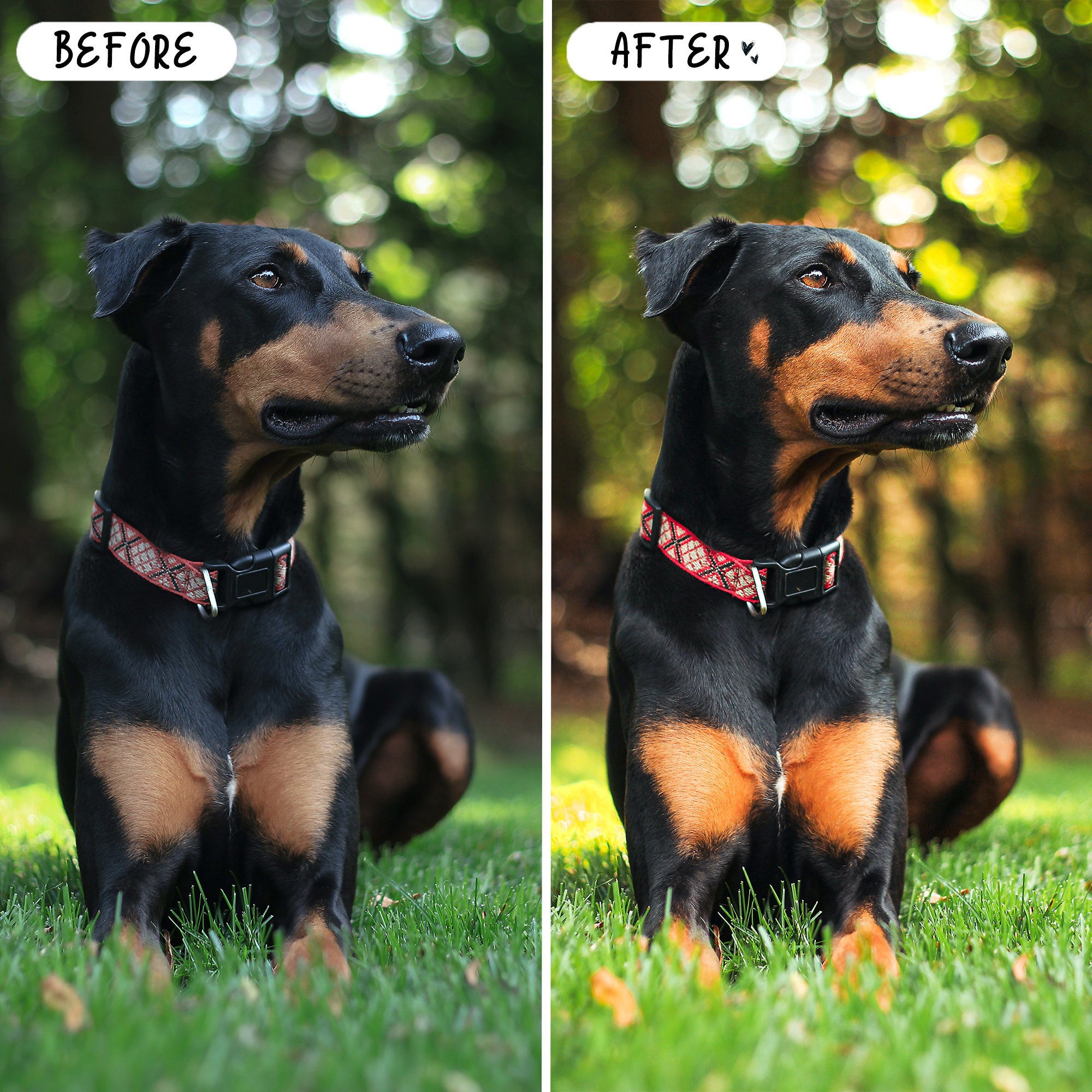 10 DOGS Mobile LIGHTROOM Presets Pet Lover Presets Natural Etsy