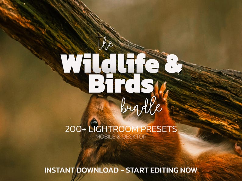 Pode incluir: Um esquilo vermelho se agarra a um galho de &aacute;rvore, com o texto "the Wildlife & Birds bundle" acima. A imagem tamb&eacute;m inclui o texto "200+ LIGHTROOM PRESETS MOBILE & DESKTOP" e "INSTANT DOWNLOAD - START EDITING NOW".