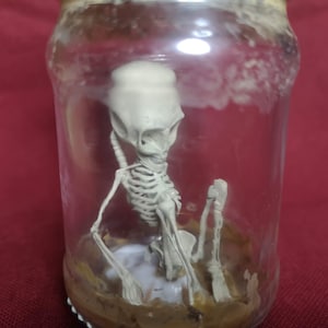 Alien skeleton, skeleton in the jar 3D print model STL