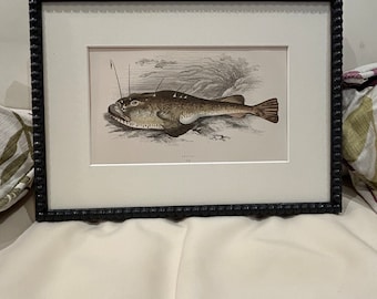 Fabulous fish antique prints set of four in F&B off-black bobbin frames 150yr old 35cm x 26cm