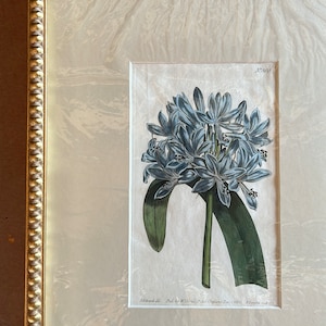May include: A framed botanical illustration of a blue flower with green leaves. The illustration is titled "N. 750" and is signed "Edwards. del. Pub by W. Curtis,  London,  Dec. 1. 1787.  Engraved and col'd by J. Swaine."