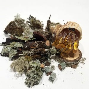 May include: A hermit crab in a spiral shell, with visible eyes and claws, sits on a small wooden base. Surrounding the crab are pieces of bark, moss, and small wooden logs, creating a naturalistic scene.