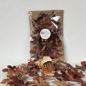 Little Leaves - OAK (Quercus spp.) Leaf Litter, Aesthetic decor for bioactive terrarium, hermit crabs, isopods, jumping spider, aquascape