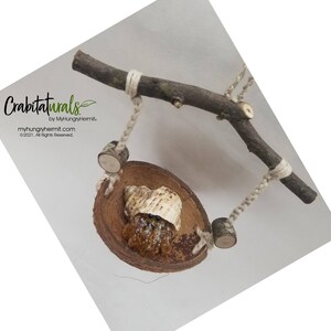 May include: A hanging swing for a hermit crab, featuring a circular coconut shell base suspended by braided twine from a natural wooden branch. The swing includes small wooden accents and a hermit crab inside a tan shell. Text reads Crabiturals.