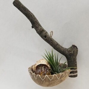Air Plant Hanger - CP9 - Coconut swing or foraging pod for hermit crabs enrichment, nest, natural terrarium decor