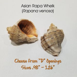 May include: Two Asian Rapa Whelk shells, Rapana venosa, with brown and tan coloring. The shells have a spiral shape and are on a white background. Text reads "Choose from 'D' Openings Sizes .98" - 1.26".