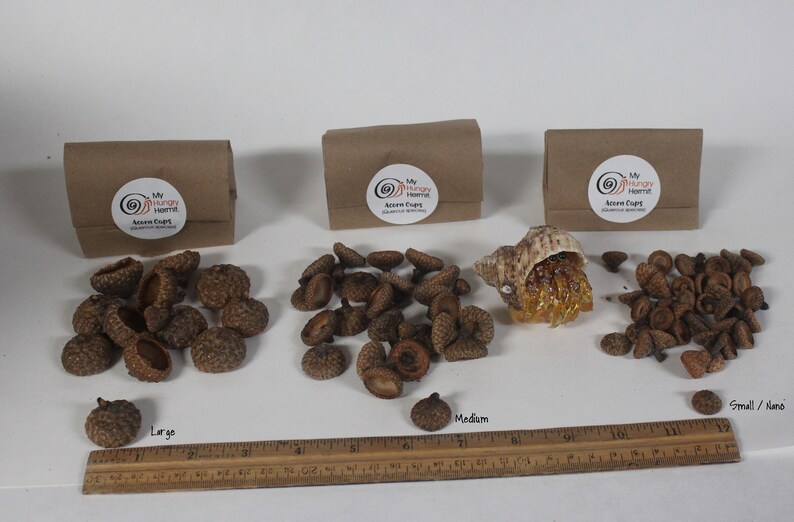 Acorn Caps, THREE SIZES - OAK (quercus Spp.) - Aesthetics for Vivariums ...
