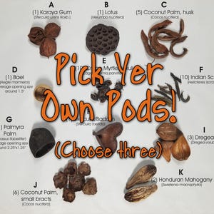 May include: A collection of various dried botanical pods labeled A through K with the text Pick Yer Own Pods! (Choose three). The items include Karaya Gum, Lotus, Coconut Palm, Bael, Crepe Myrtle, Indian Screw, Palmyra Palm, Dregea Arti, and Honduran Mahogany.