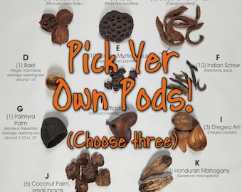 CHOOSE YOUR OWN Pods, botanicals, pods for bioactive habitats, blackwater, aquascaping: hermit crabs, isopods, betta, shrimp decor
