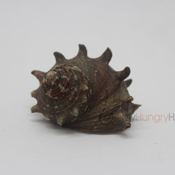 Turbo Cornutus Turban Seashell - Random selection, 1.1"-1.19" O Opening - Collectors, Crafts, Planter, Exotic EXPERIMENTAL Hermit Crab Shell